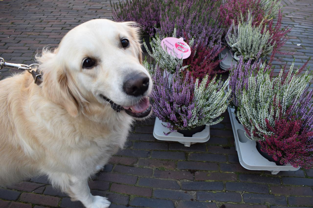 Aurora Bed and Breakfast Schiedam Eksteriør billede